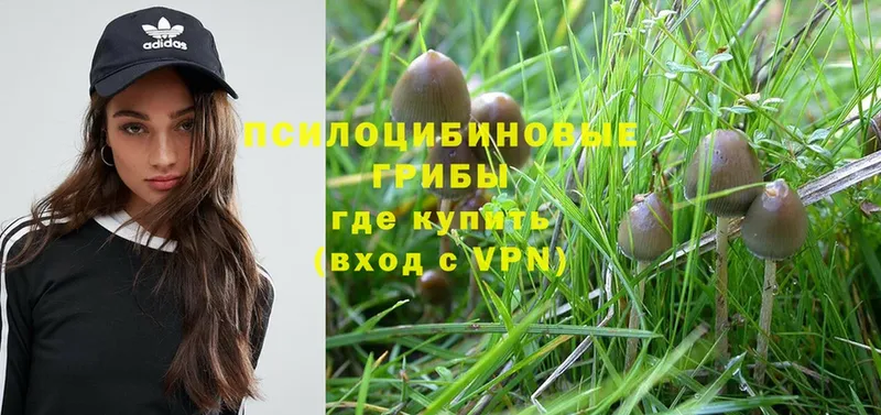 Галлюциногенные грибы Psilocybe  Благодарный 